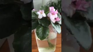 Water Culture African Violet