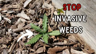 How To STOP The Most INVASIVE Weeds In The Garden - Don't Make These Mistakes