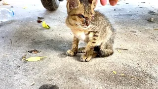 Save the homeless kitten - crying by the roadside was bad condition