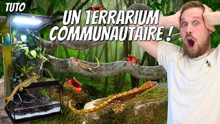 Un terrarium COMMUNAUTAIRE de LEPIDODACTYLUS et CRABES VAMPIRES ! TRUCS & ASTUCES [ ANI' MOOD ]