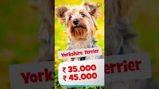 Dog Price List In India For Small Dogs | How Much $$$ do Small Dogs Cost in India?