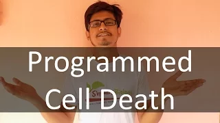 Programmed Cell Death (apoptosis)