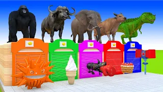 Choose The Right Gift Box Run Game With Cow Elephant Gorilla Buffalo Hippo T-Rex Wild Animals Games