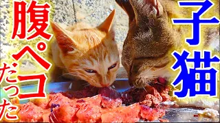 可愛い腹ペコな子猫が見せた驚きの食欲とは・・・！？