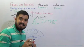 Kingdom protista Lecture#4  Fungi like protists, slime molds life cycle and water mold in Urdu hindi