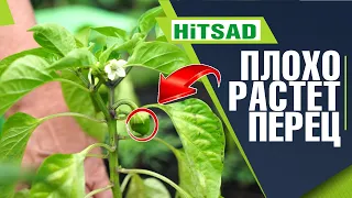 Почему перец плохо растёт 🌶️