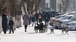 Бездомные собаки стали нападать на людей в Армении