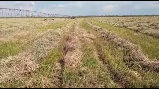 Ворошим суданку   , солнечными граблями