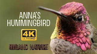 Anna's Hummingbird Macro 4k 60FPS