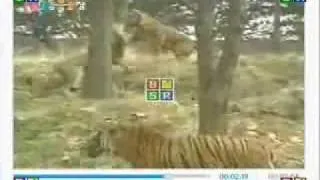 Male lion vs bengal tiger, tiger gives up