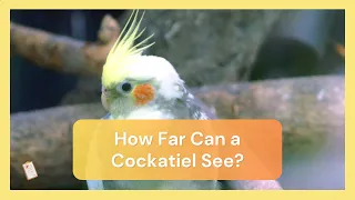 How Far Can a Cockatiel See | Dr Cockatiel