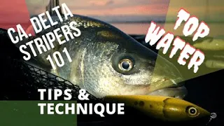 CA. DELTA STRIPERS 101: Topwater Instruction, Tips and Technique.