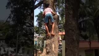 Tree climbing beginner