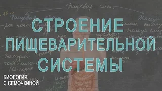 Строение пищеварительной системы