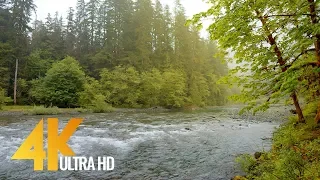 4K Relaxing River Scenery - Olympic National Park - 10BIT Color Video with Calming Water Sounds