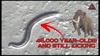 They’re alive! 46,000 Year-Old Roundworms Revived From Siberian Permafrost@TheCosmosNews