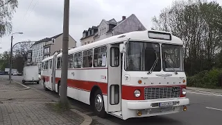 1. Bus Museumstag im Straßenbahnmuseum-Chemnitz mit einer kleinen Rundfahrt mit dem Ikarus 180.22