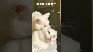 Adorable pets 🙈Just funny to look.
