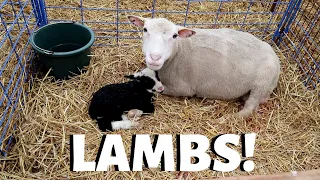 The first days of lambing.: Vlog 189