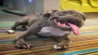 Vets Gave This Pit Bull With Dwarfism Just Three Years To Live – But She Never Stopped Fighting