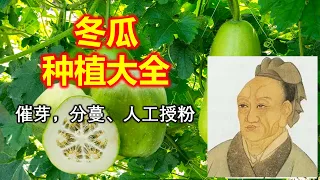 冬瓜种植｜怎么种冬瓜？冬瓜 种植方法：播种、浇水、施肥、打侧蔓、修枝， 压蔓、授粉、压蔓、保存，收藏，留种子  Winter melon, Wax gourd, how to grow them?