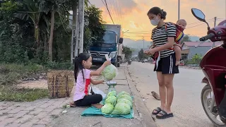 The poor girl used the banana tree as food for the chickens. Harvesting cabbage to sell