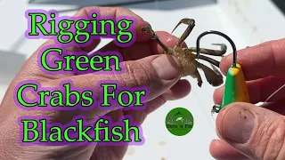 How To Bait / Rig A Green Crab For Blackfish (Tautog)