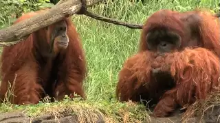 Zoo View Sumatran Orangutan-Cincinnati Zoo