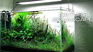 NO CO2 LOW TECH PLANTED AQUARIUM (60 CM) 4K | AQUASCAPING CINEMA