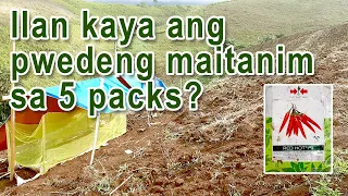 Red Hot F1 Seedling Day 8 | Siling Labuyo | 5 packs kasya ba sa 1/4 hectare?