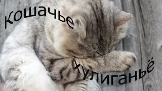 Приколы с Котами - Смешные коты и кошки 2019 Нарезка Funni Cats