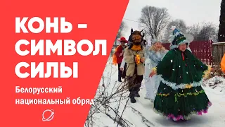 «Конь - символ силы». Белорусский национальный обряд «Коники»