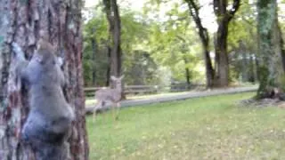 My Pet squirrel Newton and deer
