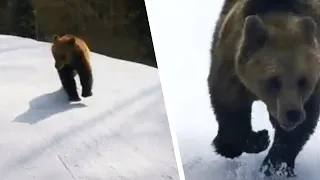 Лыжник Снял на Видео, как за Ним Гонится Медведь. Реакция Зверя Поразила Всех