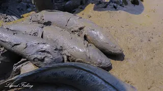 Amazing Mud Fishing In Dry Season | Both Man Digging Mud, They Caught A Lot Of Big Fish