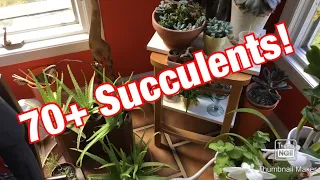 My 70+ Succulent Collection!