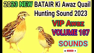 бедана Садои Batair Ki Awaz Quail sounds night hunting بٹیروں کی آواز رات والی سنگل آواز birds king.