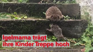 Igelmama trägt ihre Babys steile Treppe hoch