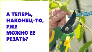 А теперь, наконец-то, уже можно обрезать это растение?