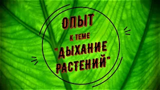 Опыт к теме: "Дыхание растений"