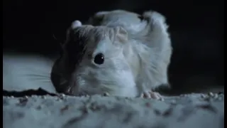 Aggressive Nightlife of the Kangaroo Rat | Attenborough | BBC Earth