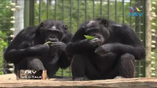 Chimpanzees at the Sweetwaters sanctuary