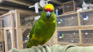 How To Care For Budgies And Kakariki’s