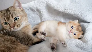 The kitten in a state of abandonment after being licked by mama cat was too cute