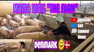 Life in Denmark//Vlog #8// The Pig Farm Tour 🇩🇰