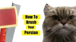 How To Brush Persian Cat