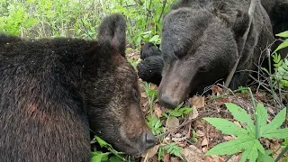 Медведи спят. первая серия.