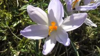 Весенние Цветы. Крокус. Полесье. Украина (Nature. Crocus)