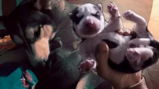 ХАСКИ РОЖАЕТ / новорождённые щенки хаски / Husky gives birth to puppies