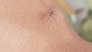 a mosquito that can never inject a needle into human skin🤣🤣